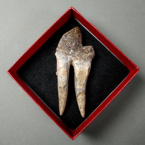 Molar tand van Basilosaurus - Fossiele tand - Basilosaurus, Verzamelen, Mineralen en Fossielen