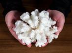 Mooie witte bloemkoolkoraal Koraal - Pocillopora meandrina, Nieuw