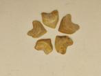 PREMIUM set van 5 KRAAIHAAI-tanden - Fossiele tanden -