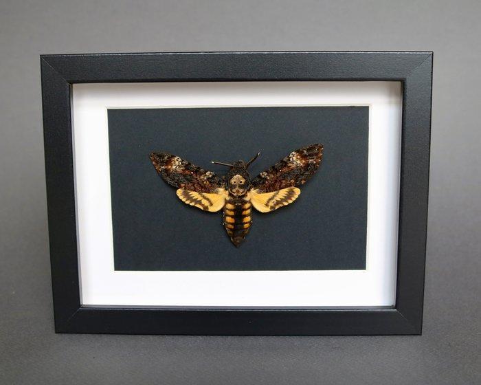 Mot Taxidermie volledige montage - Acherontia atropos - 18, Antiek en Kunst, Curiosa en Brocante