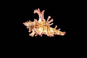 bijzonder exemplaar  ZELDZAMHEID Skelet - Chicoreus