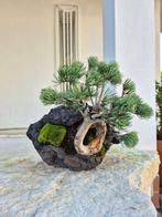 White Pine Bonsai op steen - verzamelstuk - Hoogte (boom):