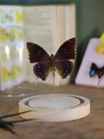 Papillon de nuit Support de corps entier pour taxidermie -, Antiquités & Art, Curiosités & Brocante