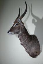 NO RESERVEPRICE Waterbok Taxidermie wandmontage - Kobus, Nieuw