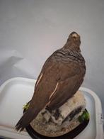 geschaalde kwartel Taxidermie volledige montage - Callipopla, Nieuw