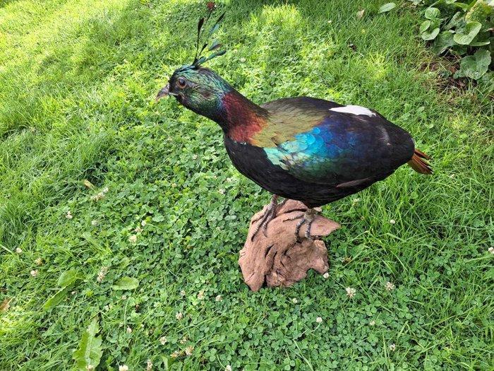 Himalaya-glansfazant Taxidermie volledige montage -, Verzamelen, Dierenverzamelingen