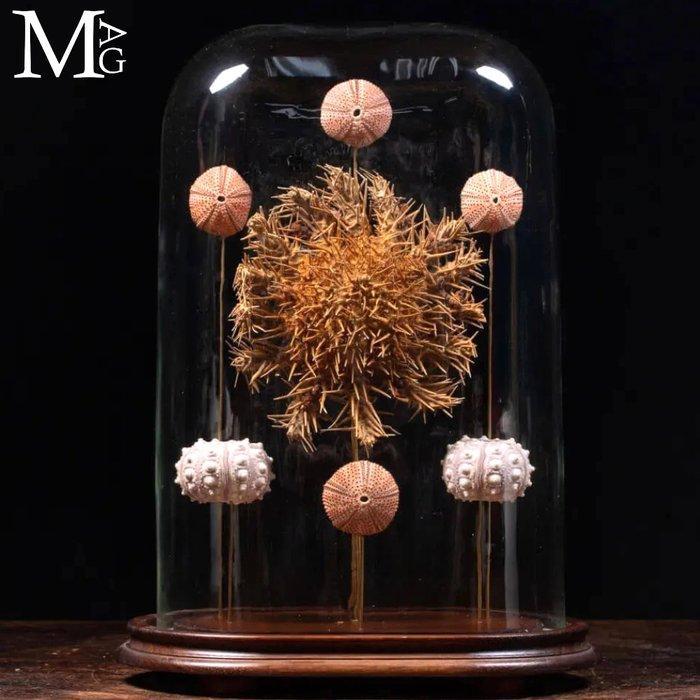 Fascinerende natuurlijke compositie in Wunderkammer-stijl, Antiek en Kunst, Curiosa en Brocante