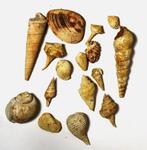 Uitgebreide verzameling fossiele schelpen - Burdigalian -