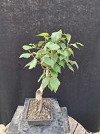 Berkeboom bonsai (Betula pendula) - Hoogte (boom): 48 cm -