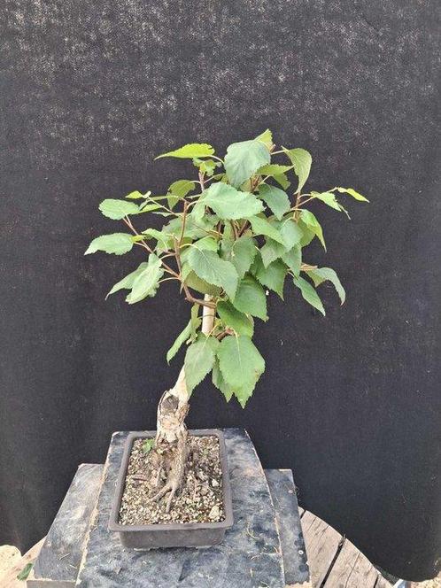 Berkeboom bonsai (Betula pendula) - Hoogte (boom): 48 cm -, Antiek en Kunst, Curiosa en Brocante