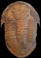 Figuur in het boek Marokkaanse trilobieten - Gefossiliseerd