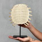GEEN RESERVEPRIJS - Chinese Soft-shell Turtle op een, Antiek en Kunst