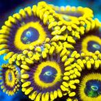 Zoanthus La lakers (yellow) Frag (2-3 polypen)