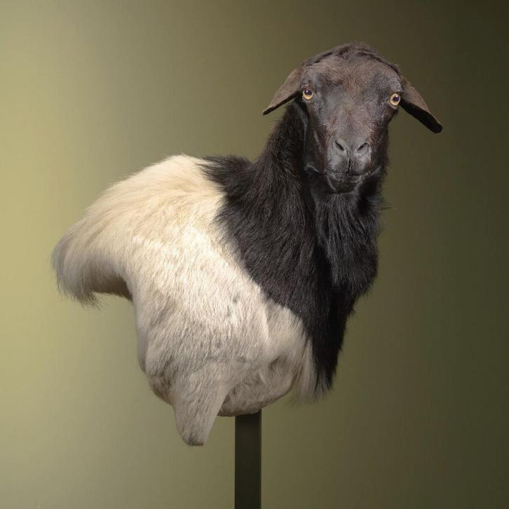 Somalisch Schaap Taxidermie Opgezette Dieren By Max, Verzamelen, Dierenverzamelingen, Opgezet dier, Nieuw, Wild dier, Ophalen of Verzenden