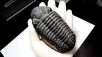 Trilobiet - Gefossiliseerd dier - Drotops megalomanicus - 14, Verzamelen, Mineralen en Fossielen