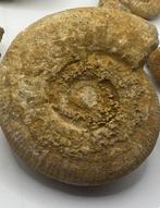 Ammoniet - Fossiel fragment (Zonder minimumprijs)