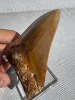 Megalodon - Fossiele tand - Carcharocles megalodon - 9.3 cm, Verzamelen, Mineralen en Fossielen