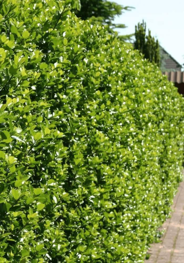 Hulsthaag - Ilex meserveae ‘Heckenstar’ - 60 t/m 200cm, Tuin en Terras, Planten | Struiken en Hagen, Ophalen of Verzenden