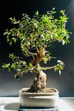 Olijf bonsai (Olea europaea) - Hoogte (boom): 65 cm - Diepte