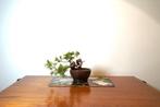 Jeneverbes bonsai (Juniperus) - Hoogte (boom): 16 cm -, Antiek en Kunst, Kunst | Schilderijen | Klassiek