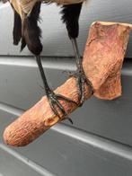 Pie Support de corps entier pour taxidermie - Pica - 27 cm -, Nieuw