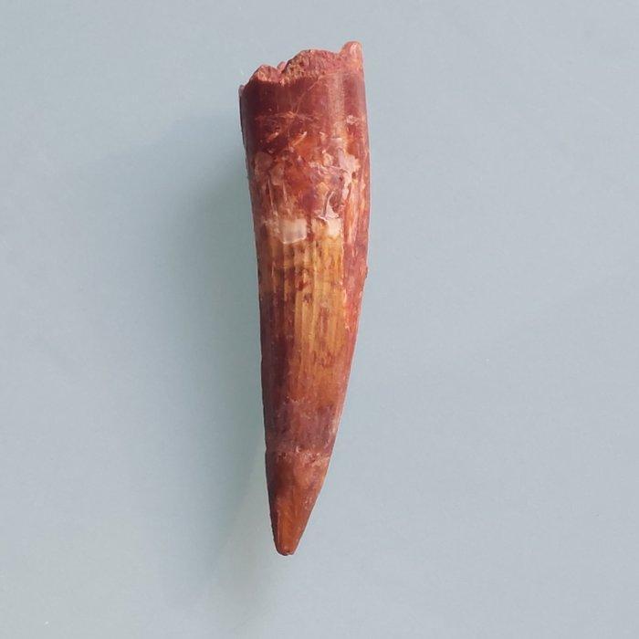 Dinosaurus - Fossiele tand - Spinosaurus aegyptiacus - 80 mm, Verzamelen, Mineralen en Fossielen