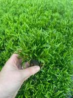 Lileaopsis novae-zelandiae (Aquariumplanten), Dieren en Toebehoren, Verzenden, Nieuw, Plant(en), Steen of Hout