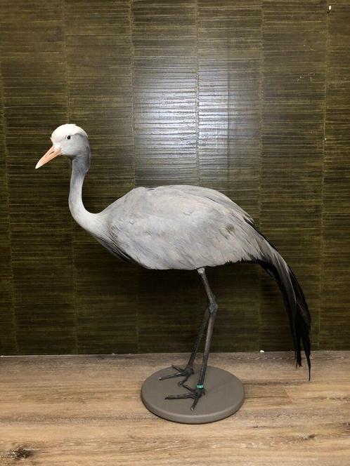 Paradijskraanvogel Taxidermie Opgezette Dieren By Max, Verzamelen, Dierenverzamelingen, Opgezet dier, Nieuw, Vogel, Ophalen of Verzenden