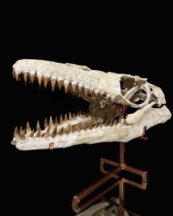 Mosasaurus - Fossiele schedel - Mosasaurus sp. - 45 cm - 63, Verzamelen, Mineralen en Fossielen