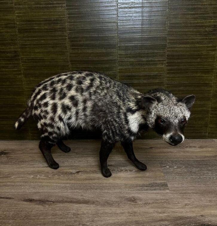 Afrikaanse Civet Taxidermie Opgezette Dieren By Max, Verzamelen, Dierenverzamelingen, Opgezet dier, Nieuw, Wild dier, Ophalen of Verzenden