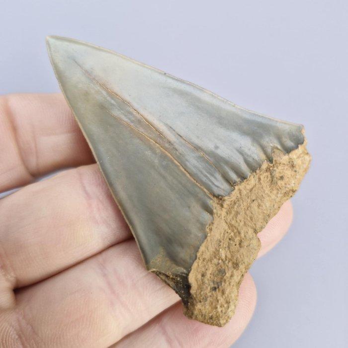 Haai - Fossiele tand - Big cosmopolitodus hastalis - 7 cm -, Verzamelen, Mineralen en Fossielen