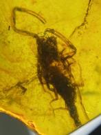 Amber - Barnsteen - Scorpion - 26 mm - 14 mm (Zonder