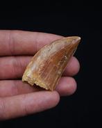 Dinosaurus - Fossiele tand - Carcharodontosaurus saharicus