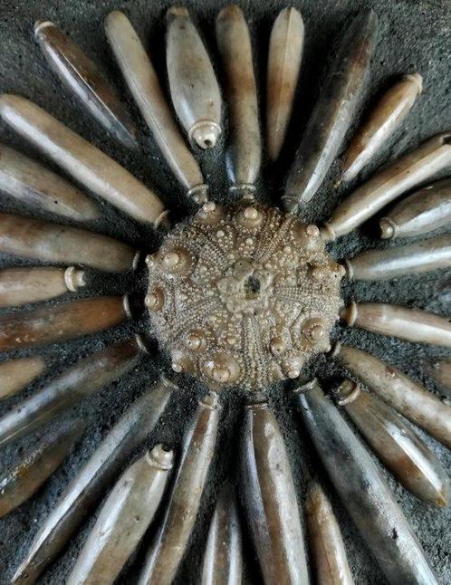 Enorme fossiele zeester van hoge kwaliteit!!! - Schelp met, Verzamelen, Mineralen en Fossielen
