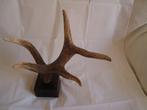 Hert Hoorns - Trofeo cuernas de ciervo Cervus elaphus. - 35, Nieuw