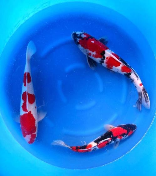 Hirasawa Marusei 45-55cm (Japanse Koi), Tuin en Terras, Vijvers, Nieuw, Ophalen of Verzenden