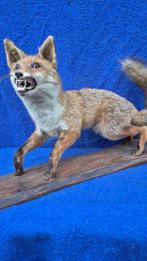 Renard roux Support mural pour taxidermie - Vulpes vulpes -