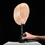 Ornement décoratif (2) - NO RESERVE PRICE - Wonderful set of