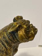 Weense brons - Figurine - Een Engelse Bulldog - Bronze doré, Antiek en Kunst