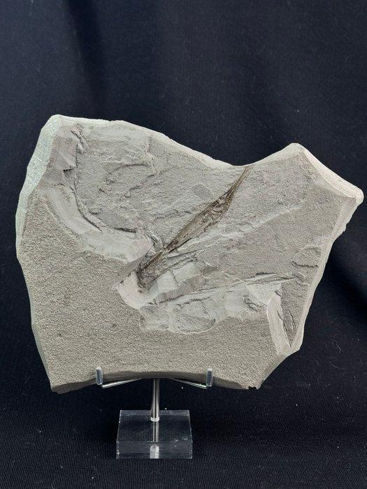 Trompetvis Trichurus strigatus - Fossiel skelet - Centricus, Antiquités & Art, Curiosités & Brocante