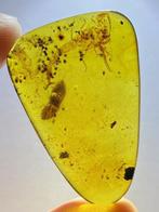 Amber - Barnsteen - BIG Scorpion - 31.7 mm - 22 mm, Verzamelen