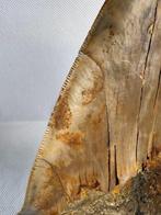 Megalodon - Fossiele tand - Carcharocles megalodon - 15 cm, Verzamelen, Mineralen en Fossielen