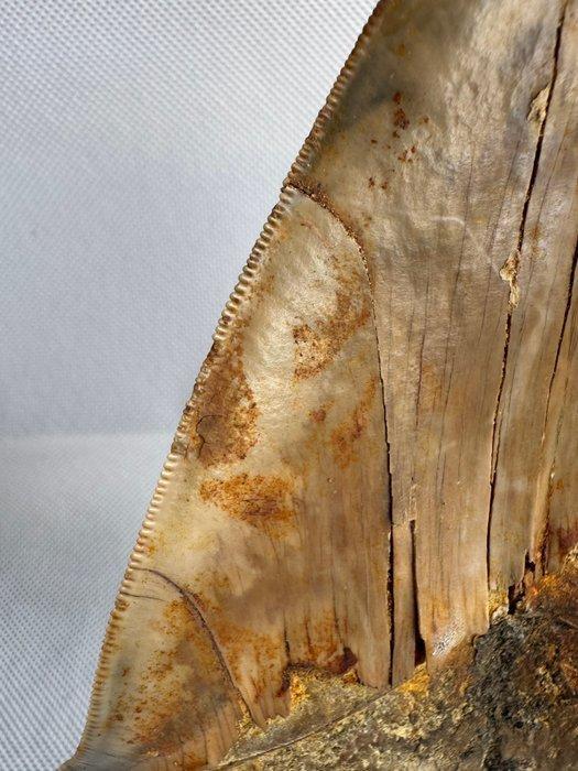 Megalodon - Fossiele tand - Carcharocles megalodon - 15 cm, Verzamelen, Mineralen en Fossielen