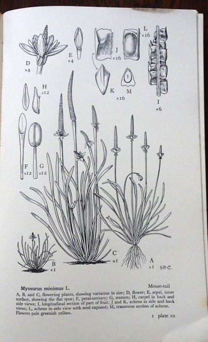 Stella ROSS-CRAIG - Drawings of British Plants, Parts I, II,, Antiek en Kunst, Antiek | Boeken en Manuscripten