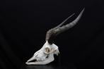 Grande Impala Africaine Crâne - Aepyceros melampus - 0 cm -, Nieuw