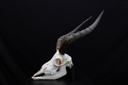Grande Impala Africaine Crâne - Aepyceros melampus - 0 cm -, Verzamelen, Dierenverzamelingen
