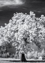 Hans Vos Fotografie - Tree with Clouds, Antiek en Kunst