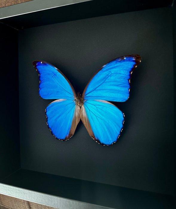 Vlinder Taxidermie volledige montage - Morpho Didius du, Antiek en Kunst, Curiosa en Brocante
