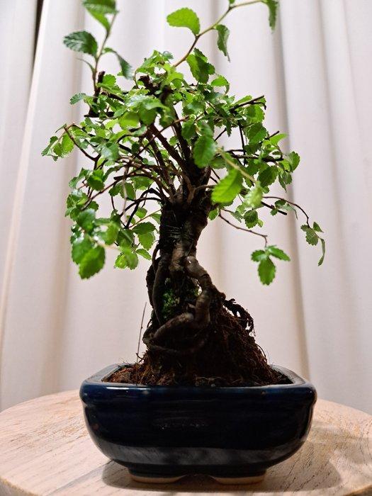 Chinese iep bonsai (Ulmus parviflora) - Hoogte (boom): 17 cm, Antiek en Kunst, Curiosa en Brocante