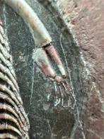 Fossiele matrix - Keichousaurus sp. - 30 cm - 20 cm, Verzamelen